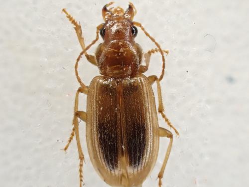 Dicheirotrichus obsoletus